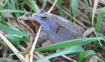 niebieski żabek.jpg