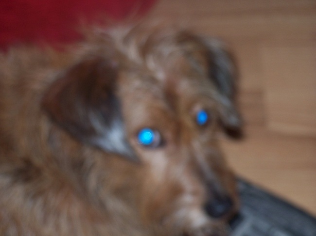 Dino niewyraźny.jpg650.jpg