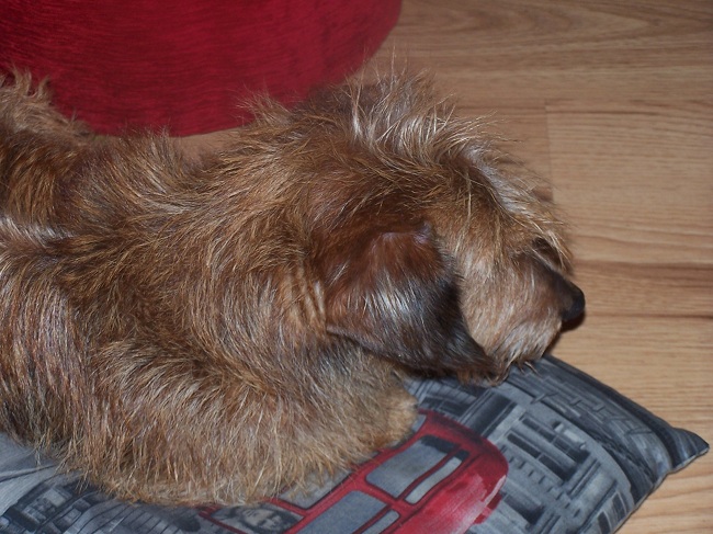 Dino puszysty.jpg650.jpg