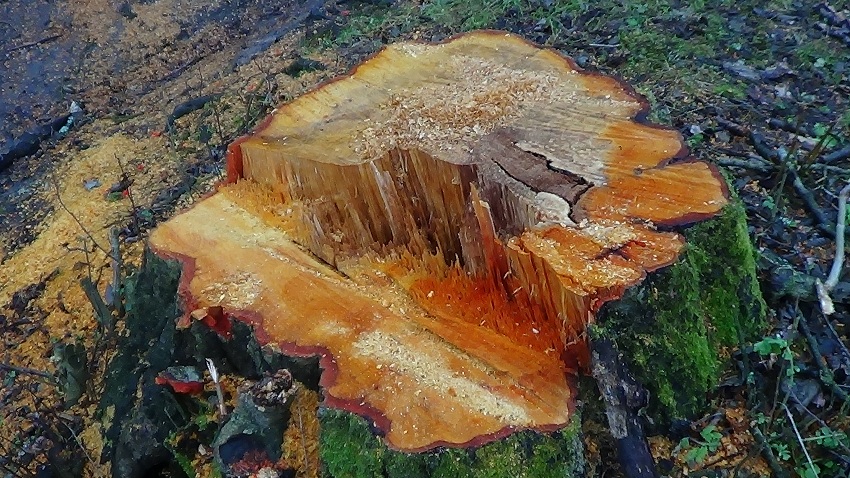 ŚWIERK 850.jpg 3.jpg